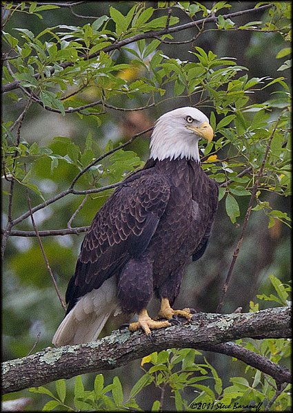 _1SB0735 bald eagle.jpg